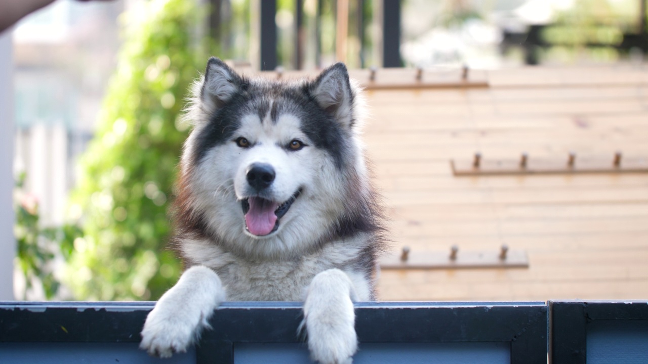 一只可爱的西伯利亚哈士奇犬正戳着自己的脸，紧紧地贴在栅栏上视频素材