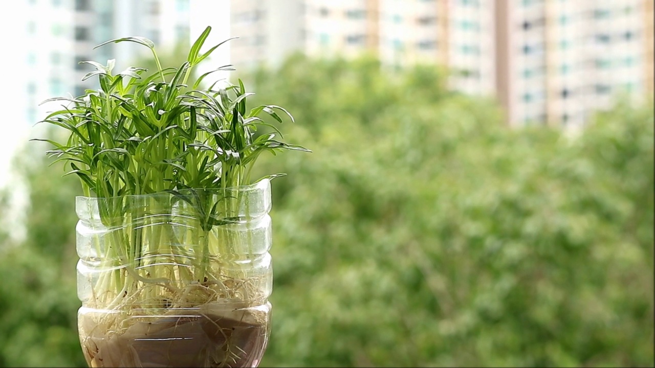 作为城市室内植物准备收割的水菠菜水培微绿色植物的镜头视频素材