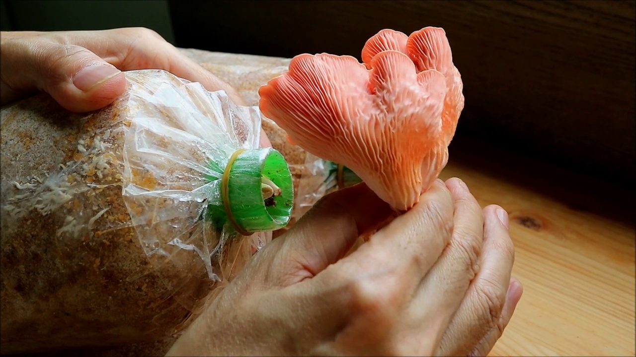 男子的手从产卵袋中收获生机勃勃的粉红色牡蛎蘑菇的镜头视频素材