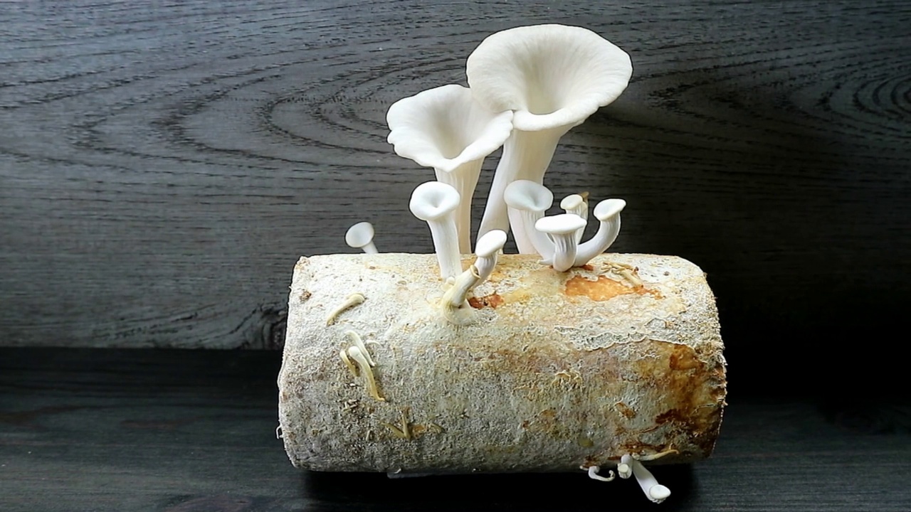 成熟的印度平菇周围生长在菌丝体上的不成熟的针视频素材