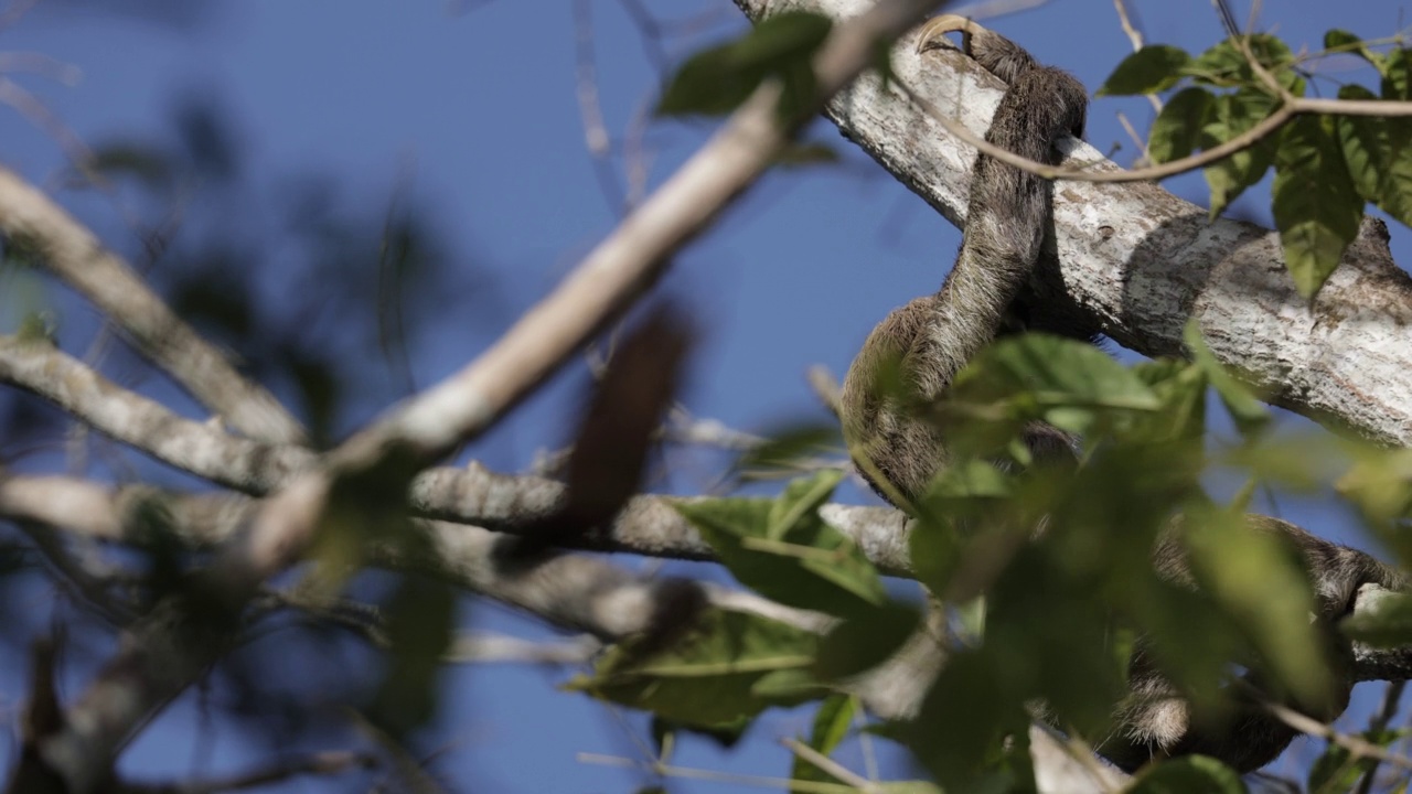 棕喉树懒/三趾树懒，巴拿马视频素材