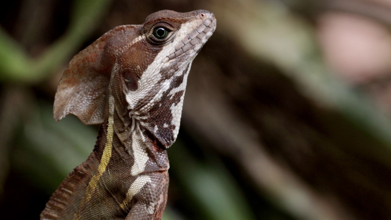 上帝蜥蜴，尤卡坦半岛，墨西哥视频下载