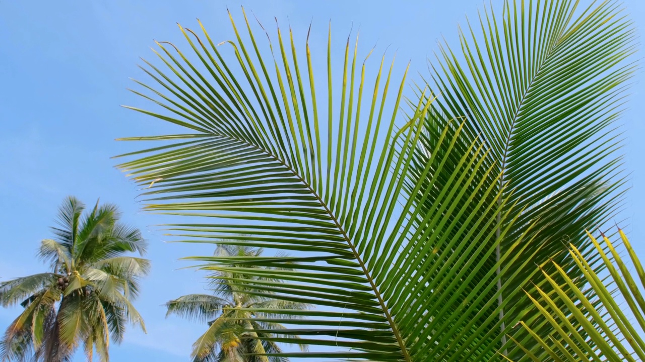 蓝色的天空背景下，绿色的椰叶在风中摇曳视频素材