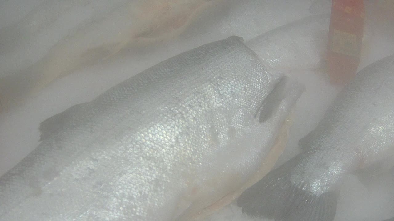 新鲜的冷冻鱼在柜台上视频素材