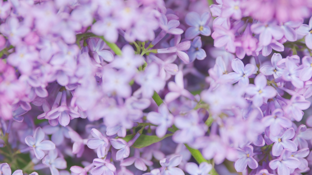美丽的紫罗兰丁香花复活节设计特写。华丽的淡紫色的花。自然背景。架的焦点。视频素材