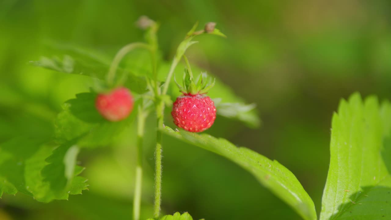 林地草莓的果实。野草莓。欧洲的性质。关闭了。视频素材