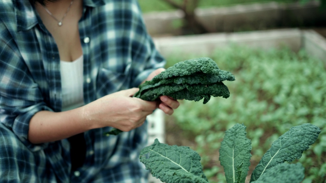 妇女采摘种植的蔬菜视频素材