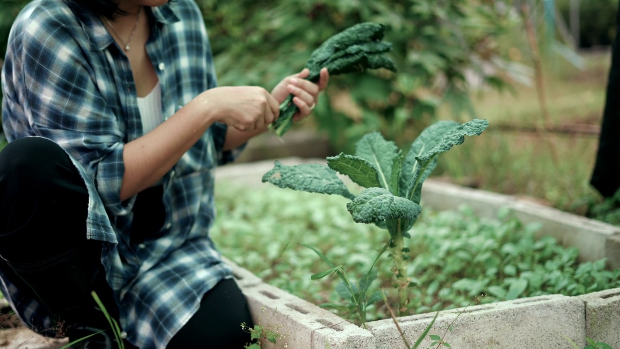 妇女采摘种植的蔬菜视频素材