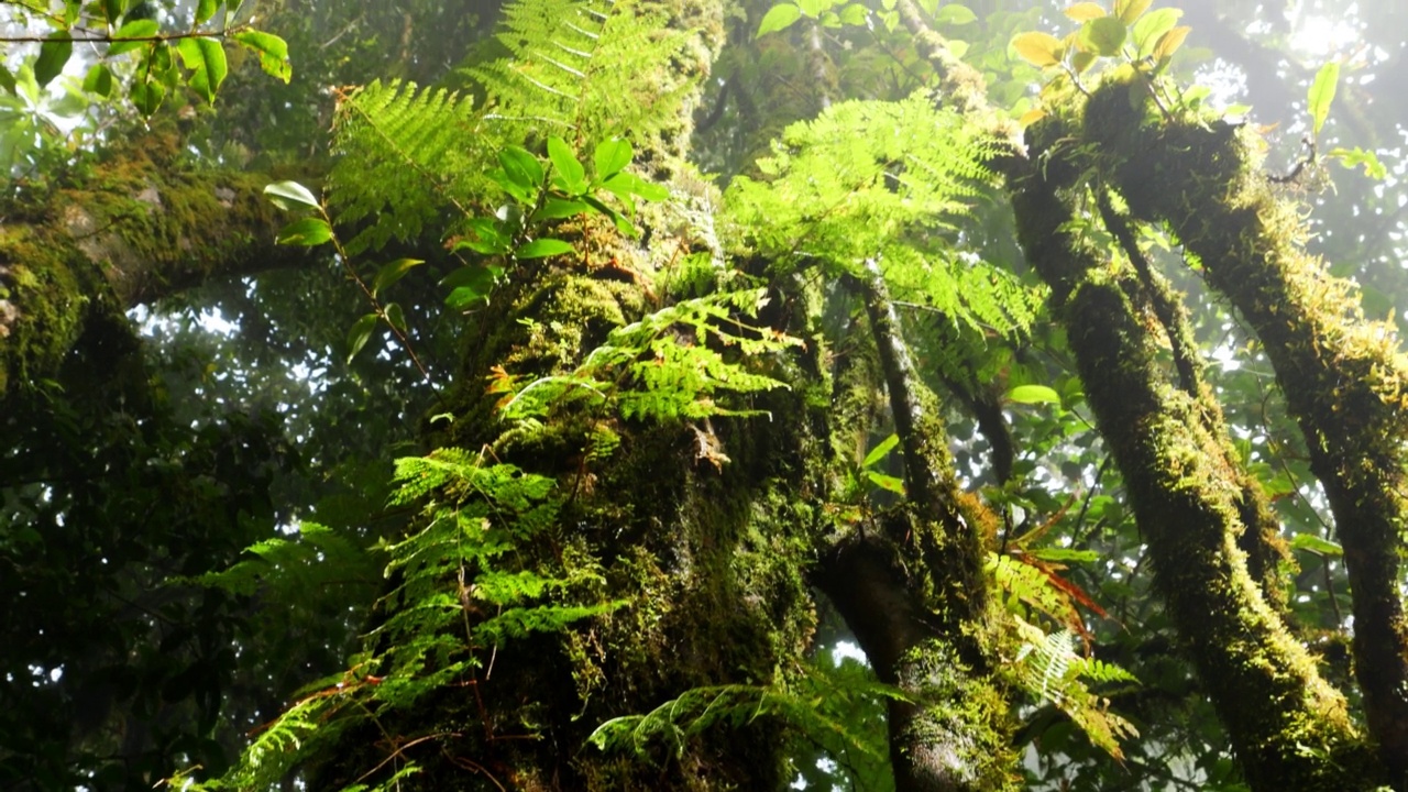 仰望局部森林中的一株高树蕨植物。视频素材
