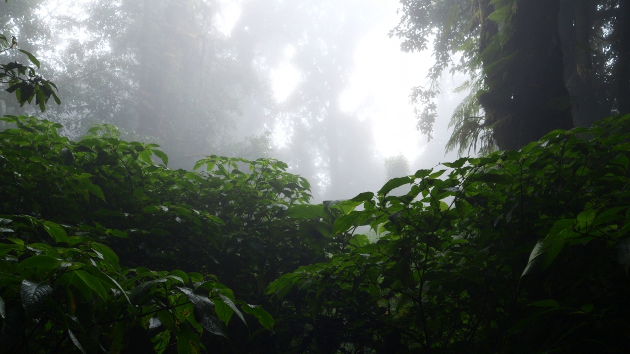 全景景观，雾中常绿森林。视频素材