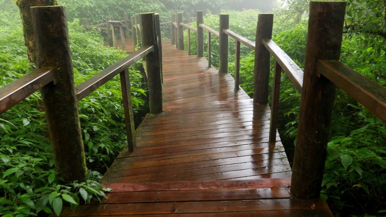 桥步道进入丛林，清新的雨林在雾中。视频素材