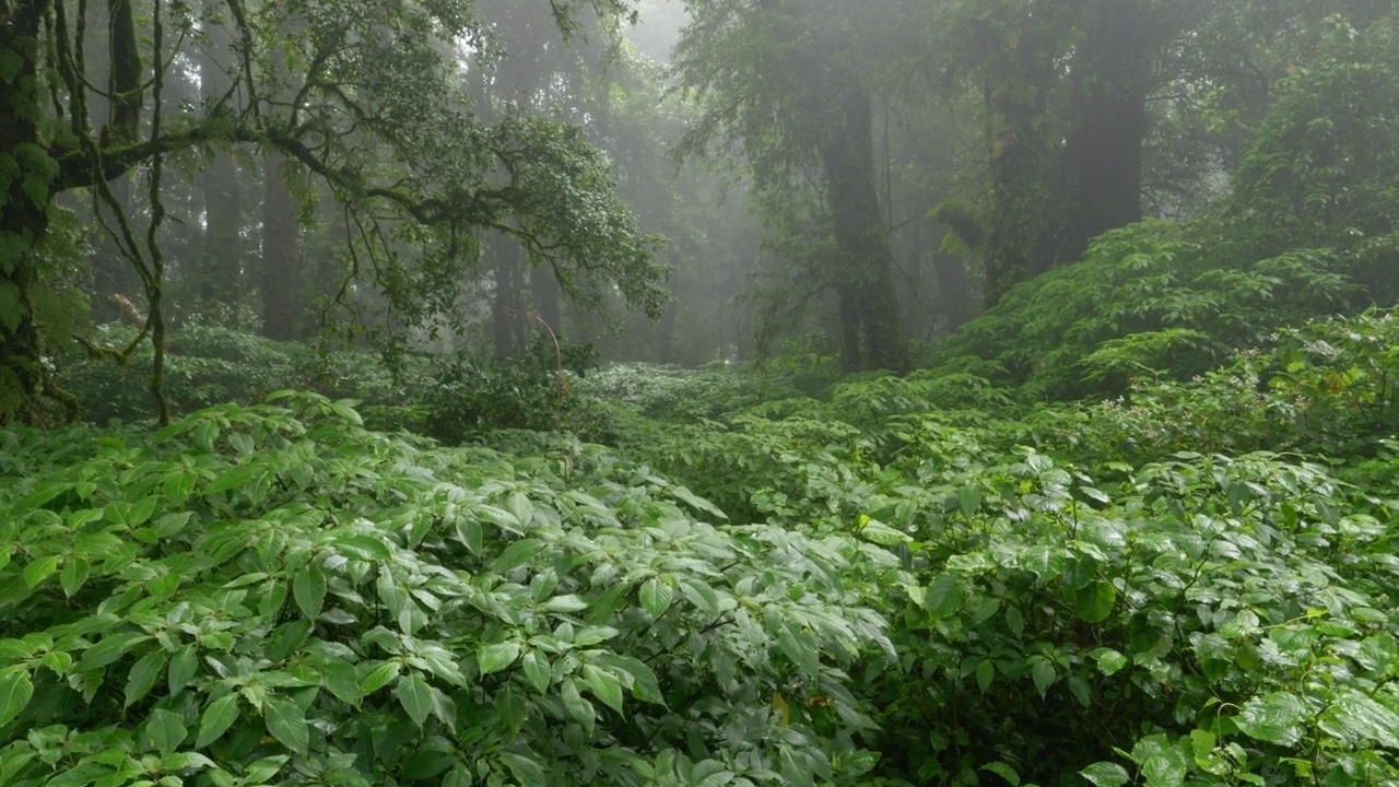 移动镜头在薄雾中清新的绿色常绿森林。视频素材