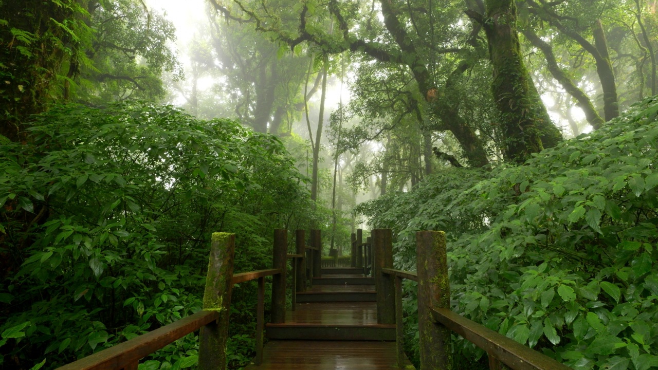 移动摄像机桥步道在丛林清新的热带雨林在雾。视频素材