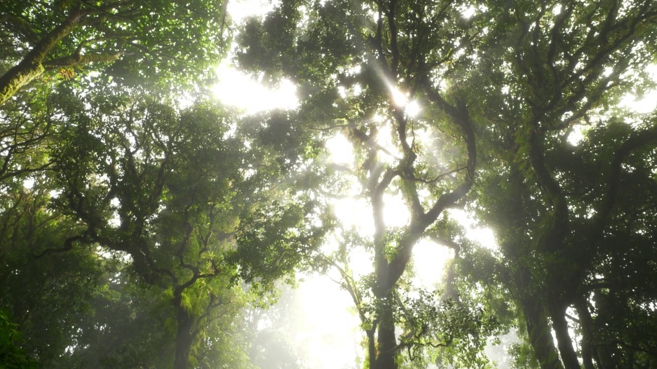 雾中的常绿森林，阳光透过。视频素材