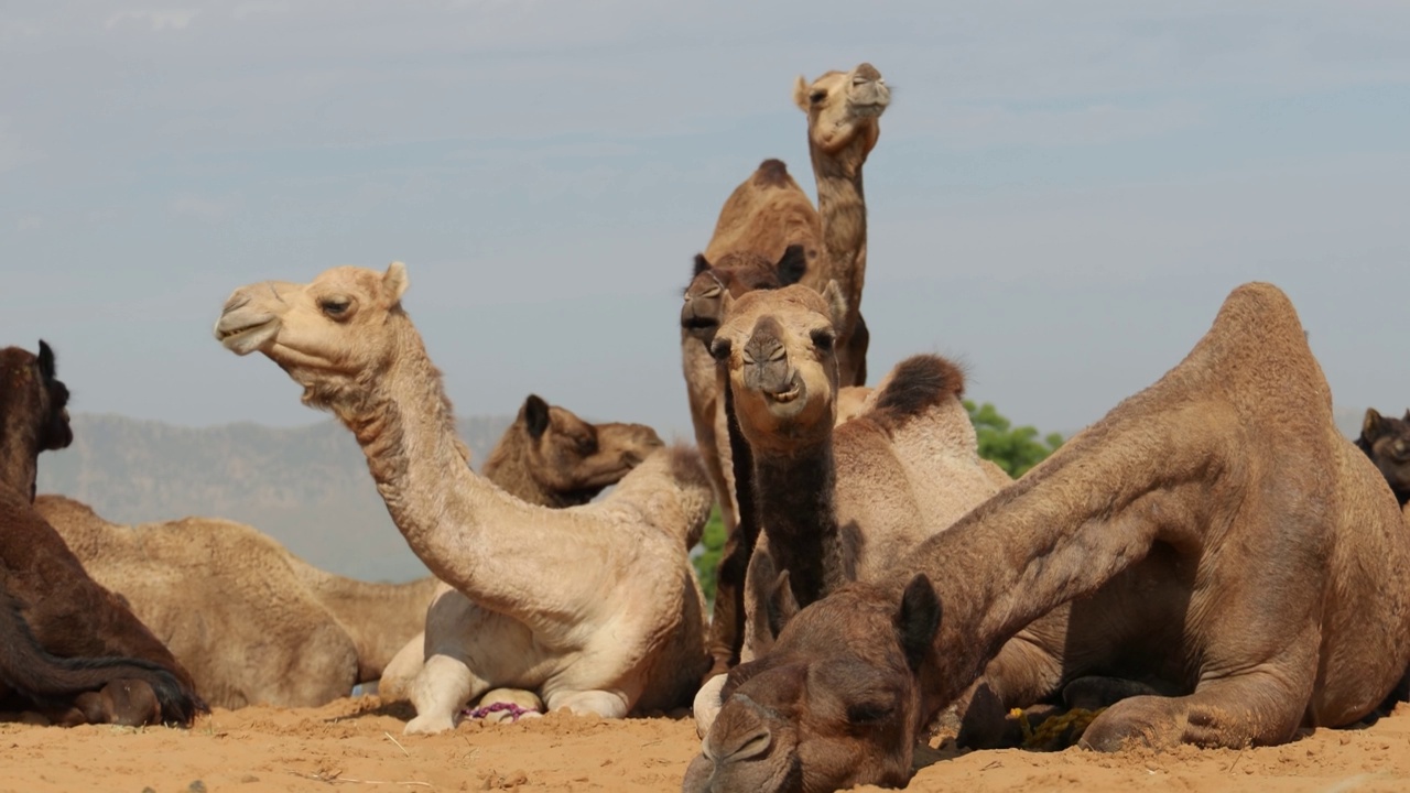 普希格尔集市上的骆驼，也被称为普希格尔骆驼集市或当地称为Kartik Mela，是在印度拉贾斯坦邦普希格尔举行的一年一度的多日牲畜集市和文化盛会。视频素材