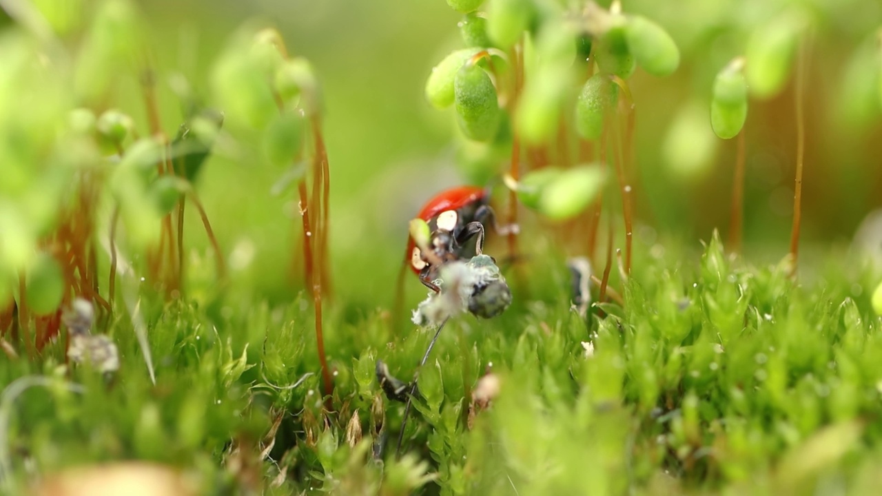 野生动物的特写瓢虫在绿色的草地在森林里视频素材