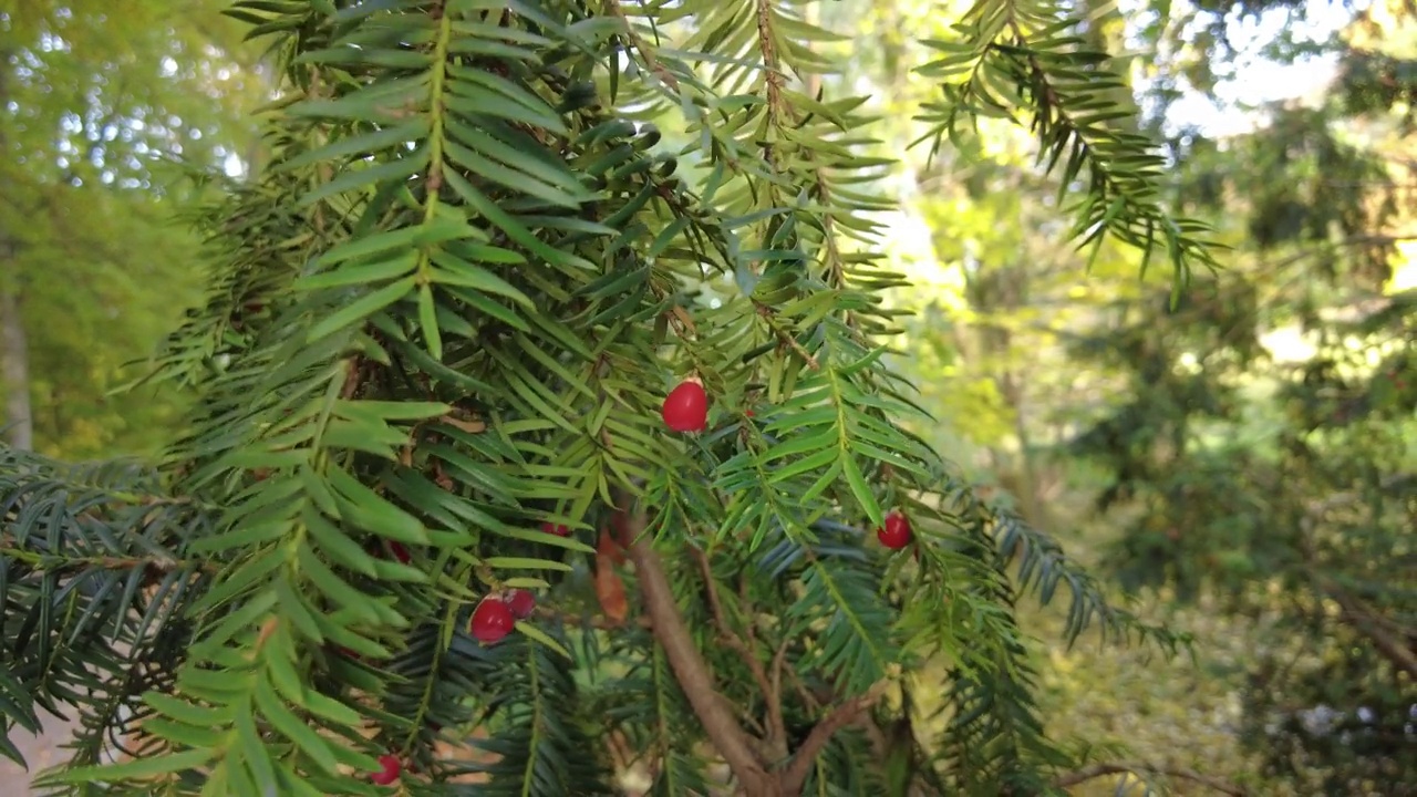 灌木上的小红浆果的特写镜头视频下载