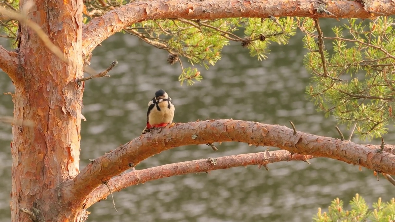 大斑点啄木鸟在树上寻找食物。大斑点啄木鸟(Dendrocopos major)是一种中等大小的啄木鸟，羽毛黑白相间，下腹有一块红色的斑块视频素材