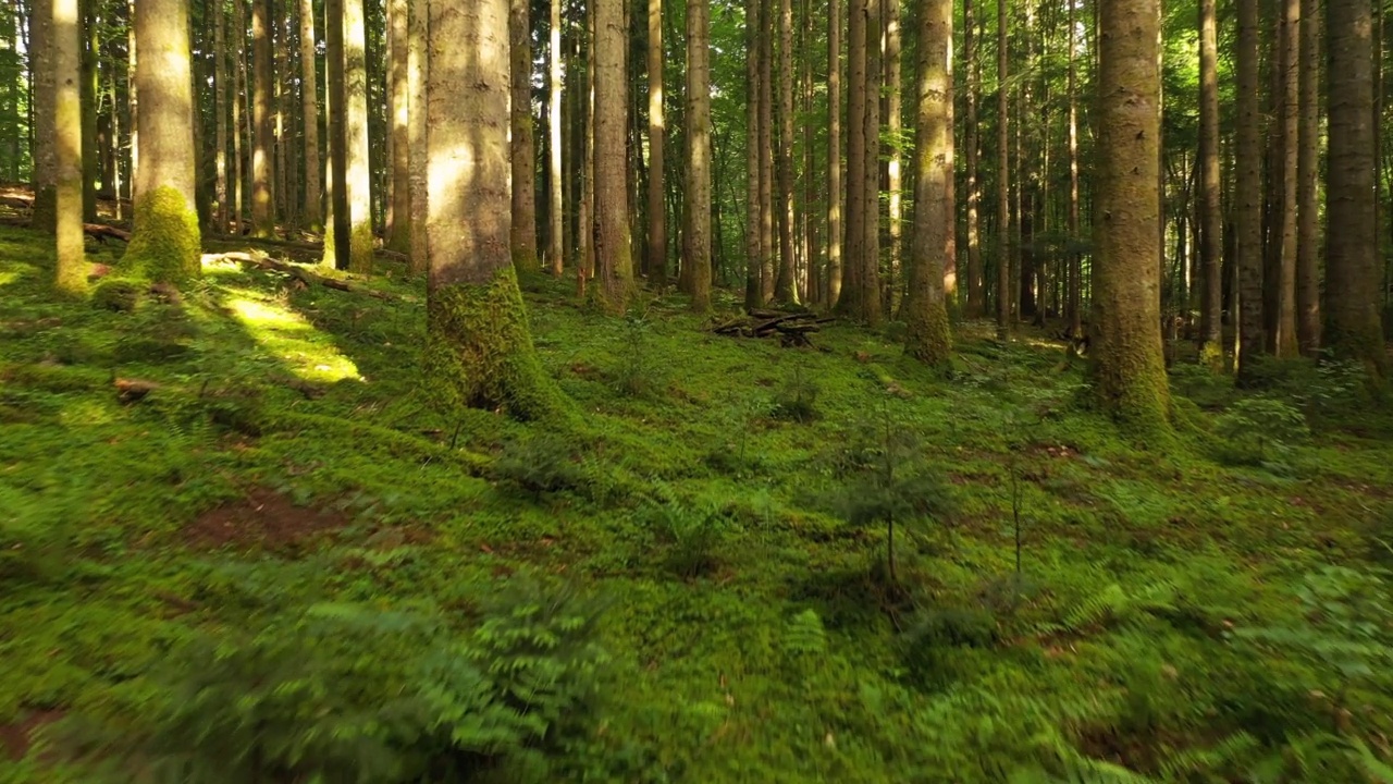 美丽的镜头运动在长满苔藓的针叶树森林景观。视频素材