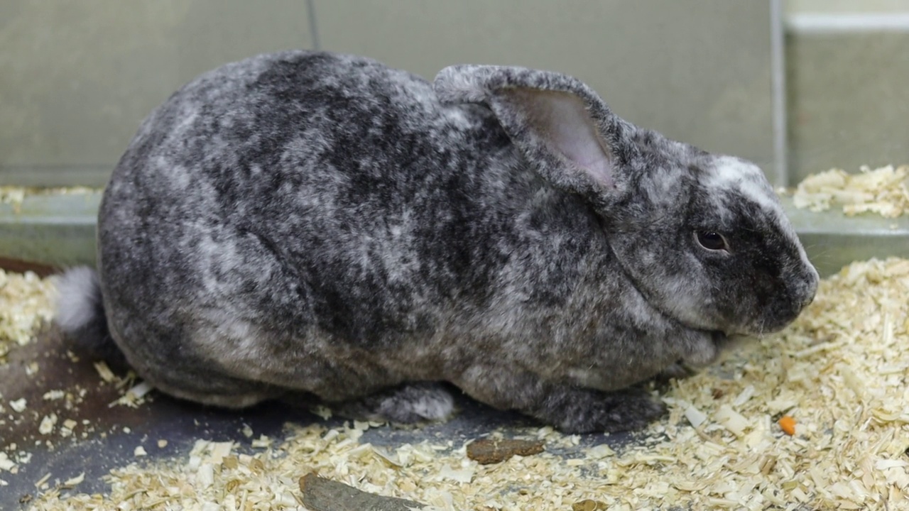 一只灰色大理石兔子在啃胡萝卜。装饰的兔子。视频素材