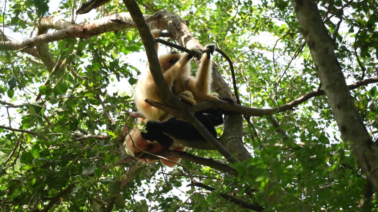 在自然背景的高树上的猴子家族动物视频素材