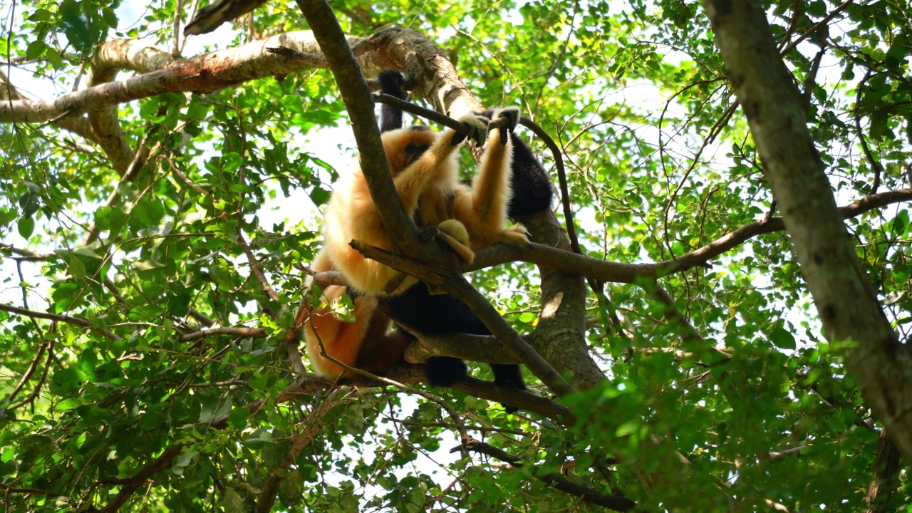 在自然背景的高树上的猴子家族动物视频素材