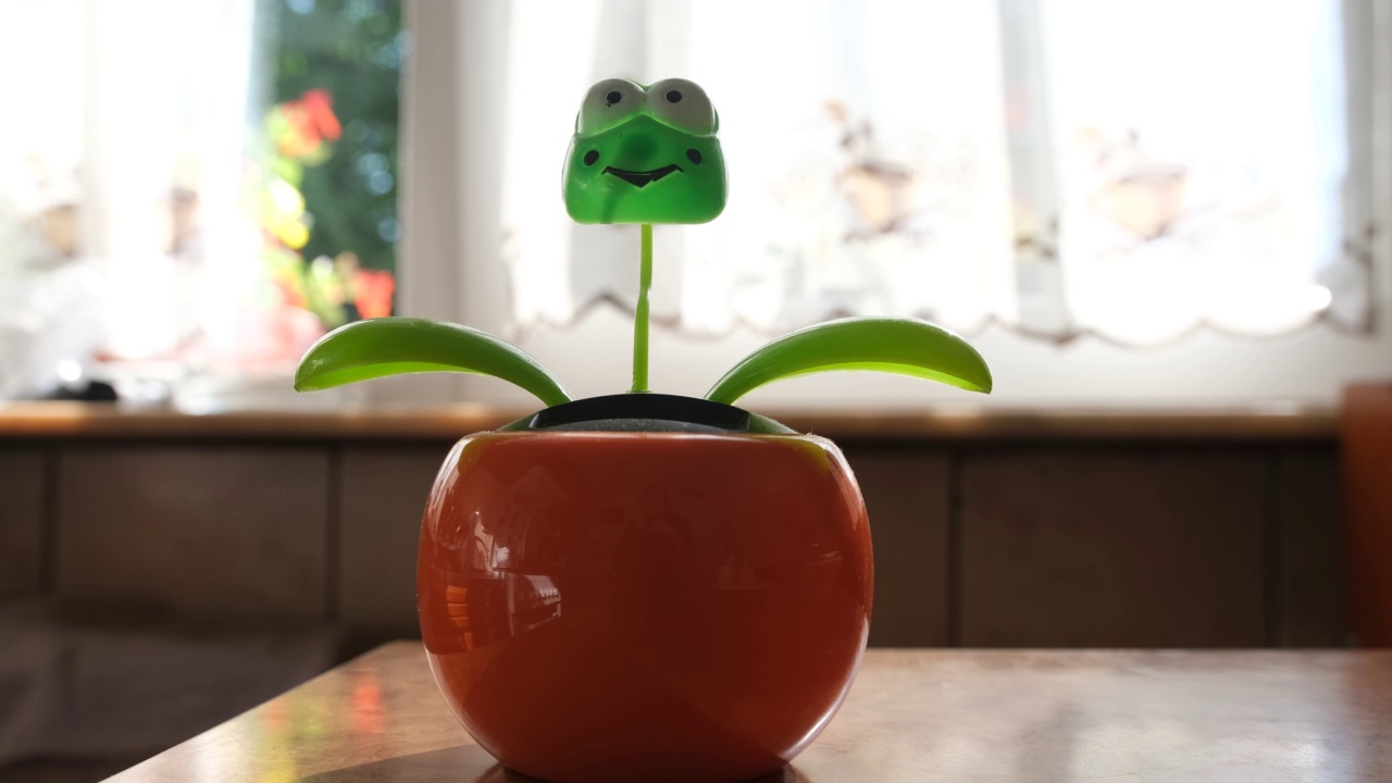 一个太阳跳舞花青蛙玩具在桌子上的特写视频下载