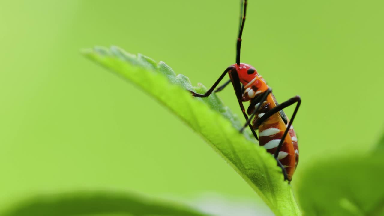 一种通常被称为红色染棉虫的Pyrrhocoridae栖息在绿叶表面视频素材