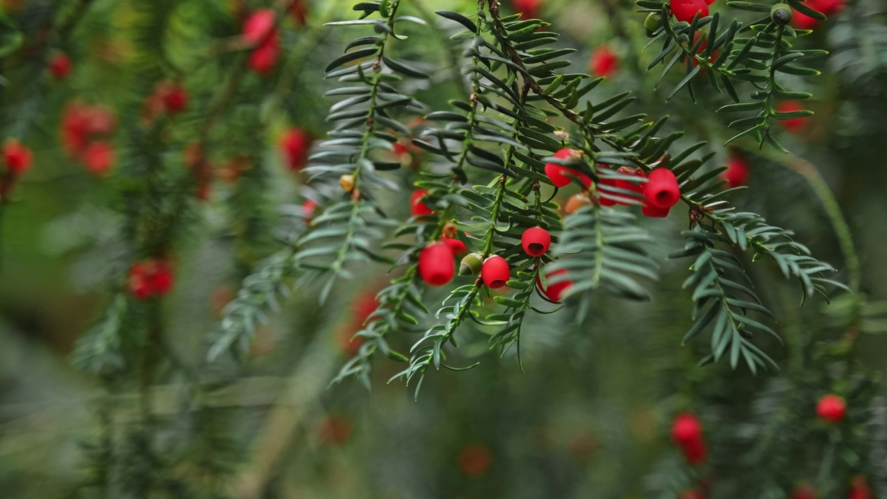 欧洲英语常见的紫杉灌木，成熟的红色浆果果实挂在绿色的枝条上视频下载