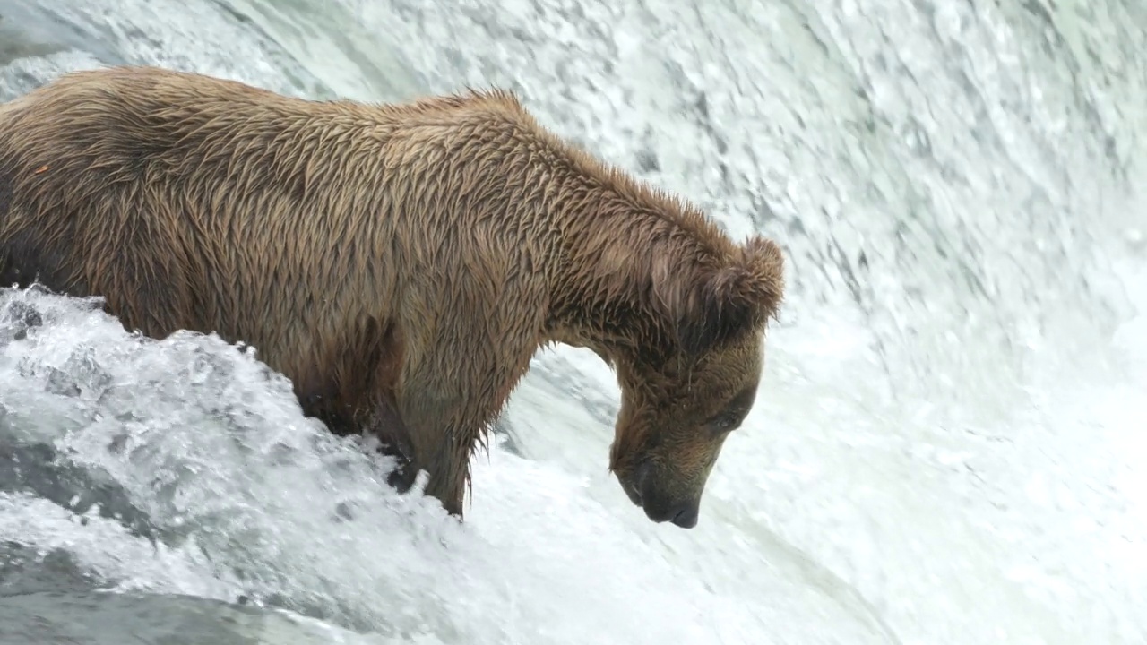 棕熊在布鲁克斯瀑布捕捉红鲑鱼- 4k慢动作视频素材