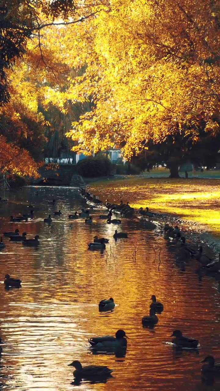 美丽的公园里有一个池塘和一座满是鸭子浮在水面上的桥。垂直视频视频下载
