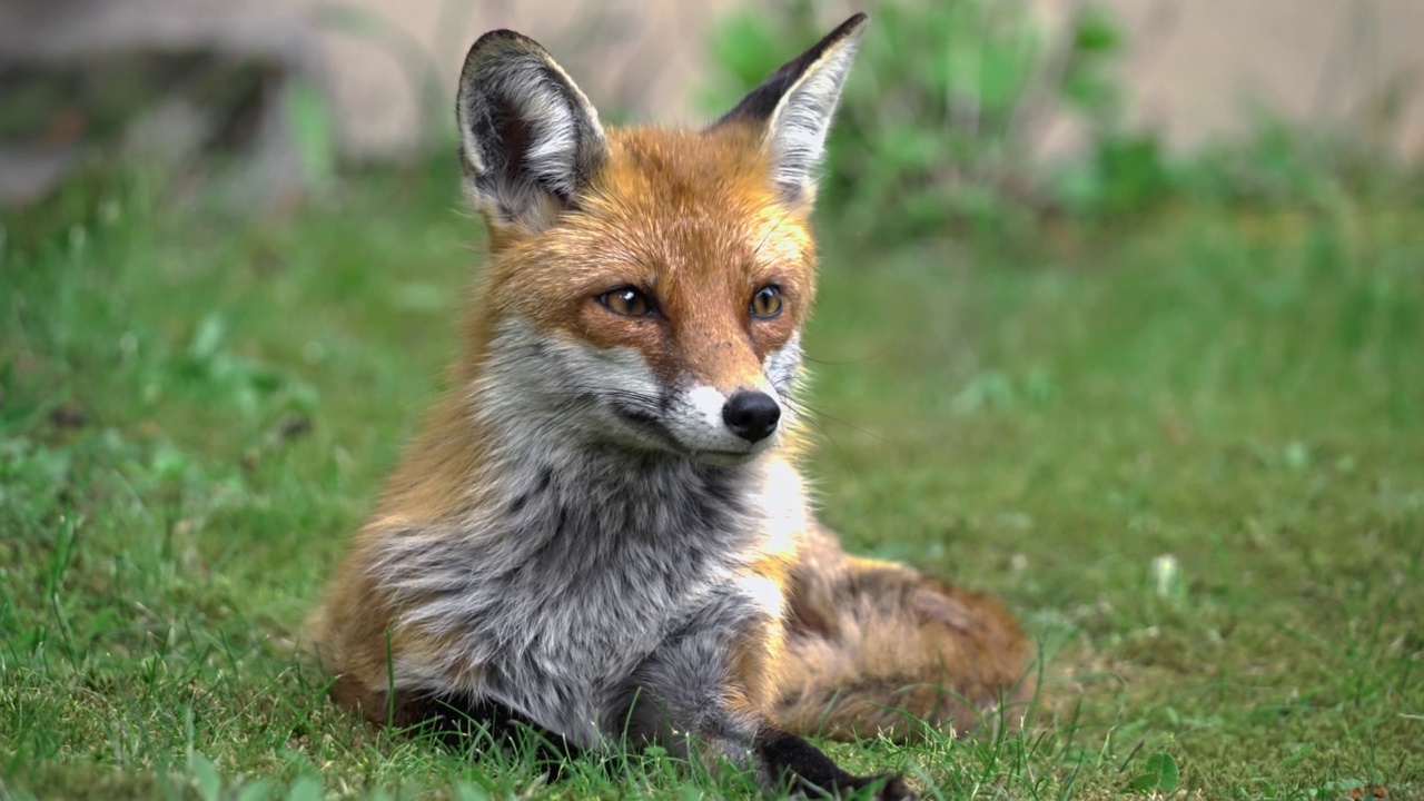 狐狸躺在草地上打哈欠的特写视频下载