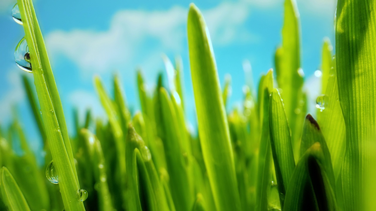 多汁的绿草与露珠。大自然的春天早晨。阳光明媚的一天。视频下载