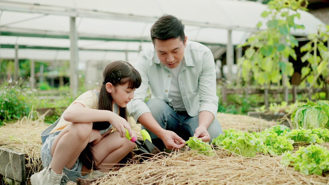 在一个阳光明媚的日子里，年轻的亚洲父亲教他12岁的小女儿在种植前用铲子挖土。孩子和父亲一起在后院菜园里种花。本土生产。农场在家里。视频下载