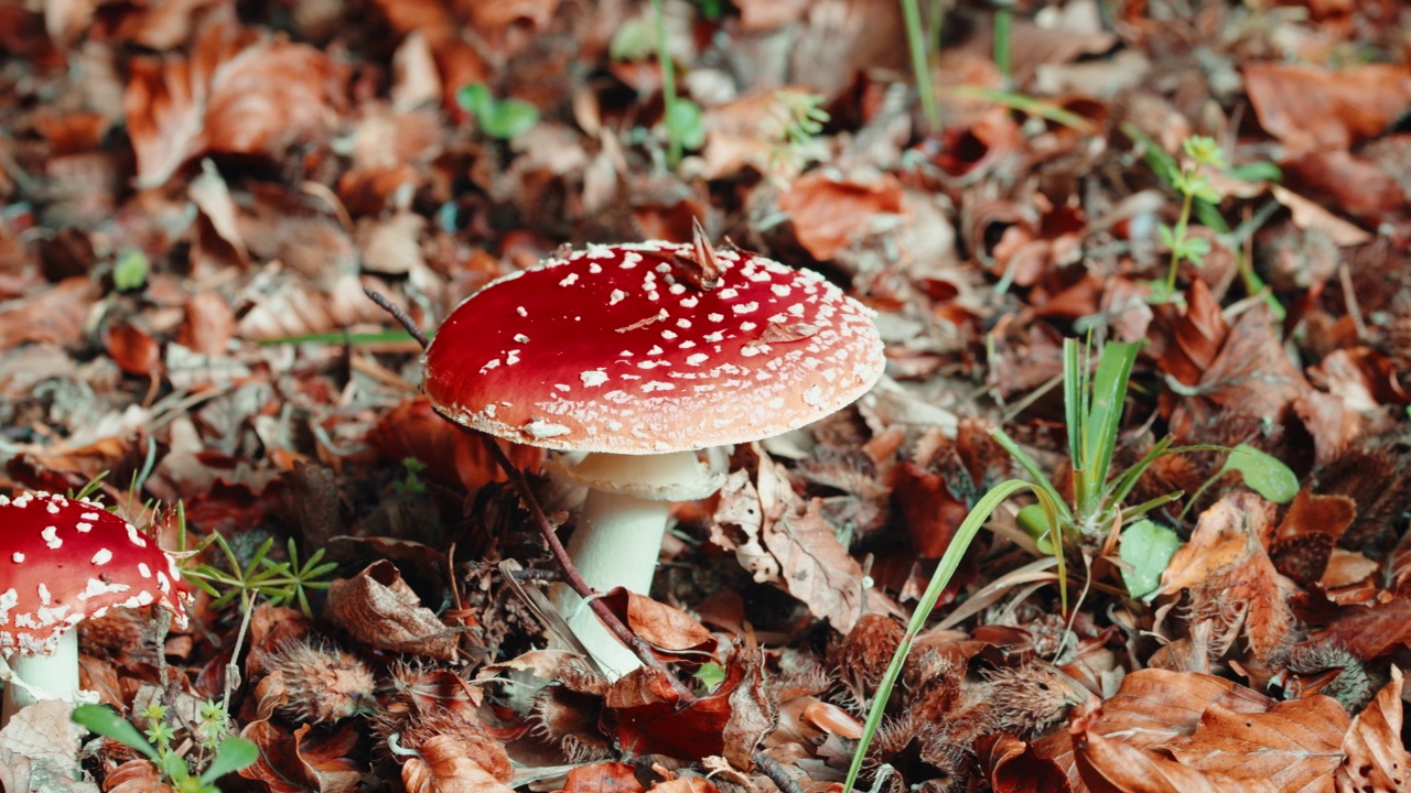 意大利卡拉布里亚的阿斯普罗蒙特国家公园里的有毒红蘑菇视频素材