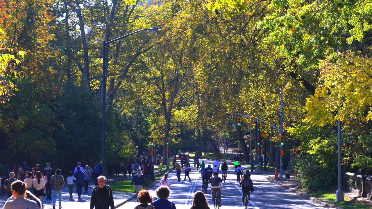 在纽约中央公园，人们在一排排秋叶颜色的树木之间跑步、散步或骑自行车。视频素材