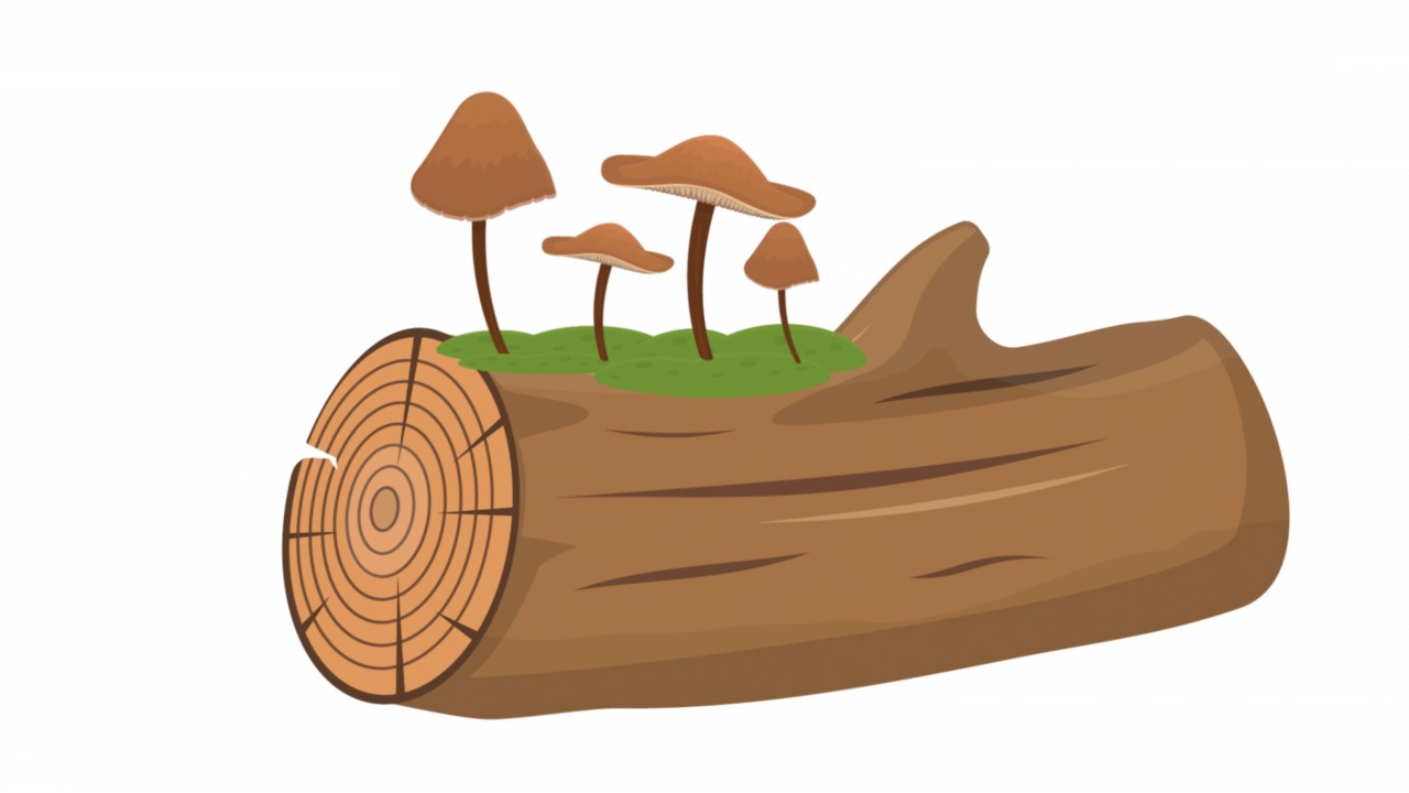 蜜环菌。蘑菇在圆木上生长的动画。卡通视频下载