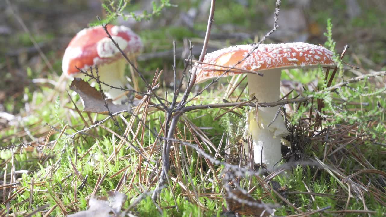 红飞木耳在秋林的青苔中。视频下载