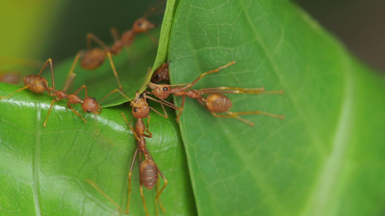 统一的Rad蚂蚁正在筑巢。(学名Oecophylla smaragdina)视频素材