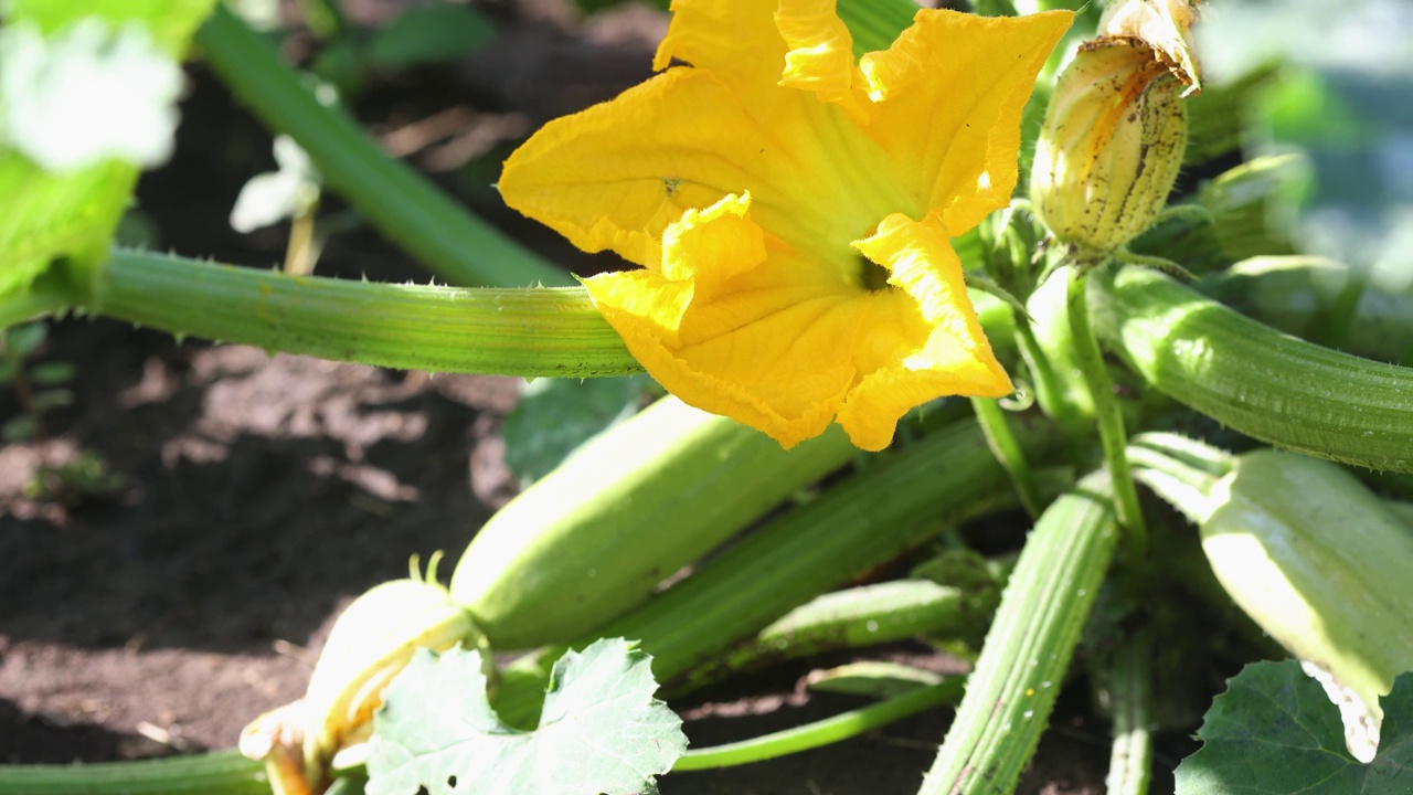 盛开的黄色骨髓花和骨髓菜生长在花园里视频素材