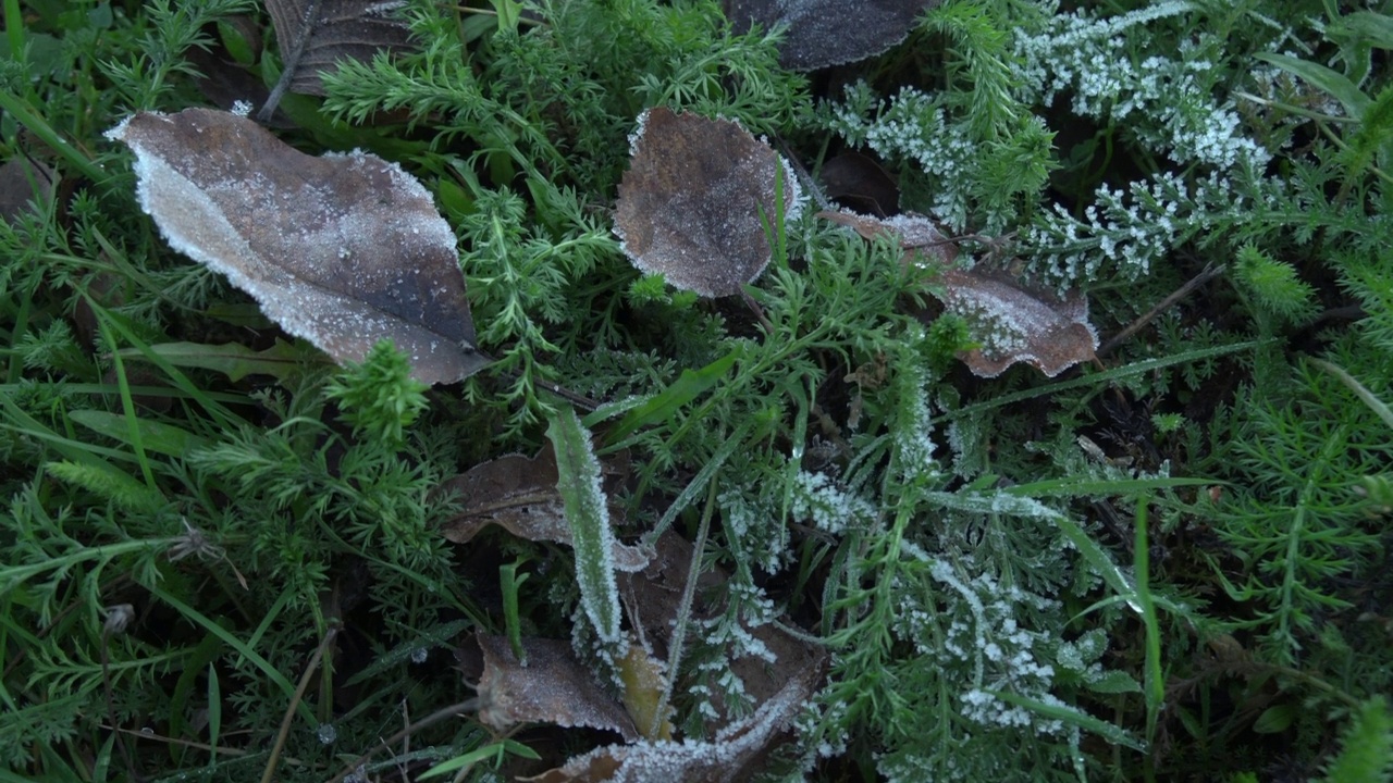 在草和树叶上第一次冻伤后霜冻视频素材