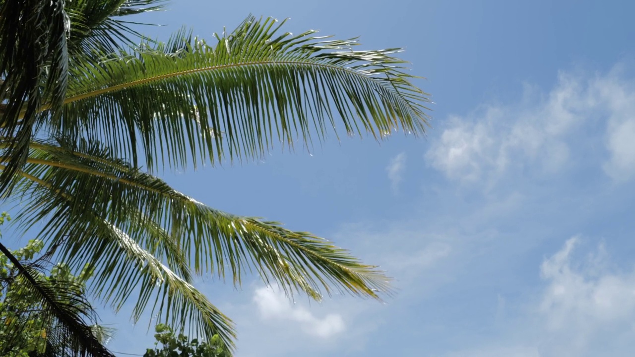 棕榈树在蓝天下的低角度视图视频素材