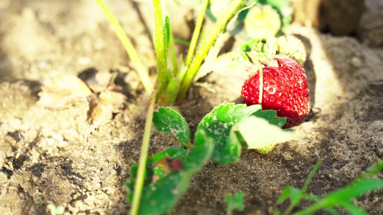 一个男人正从菜园的苗床上摘下成熟的草莓。视频素材