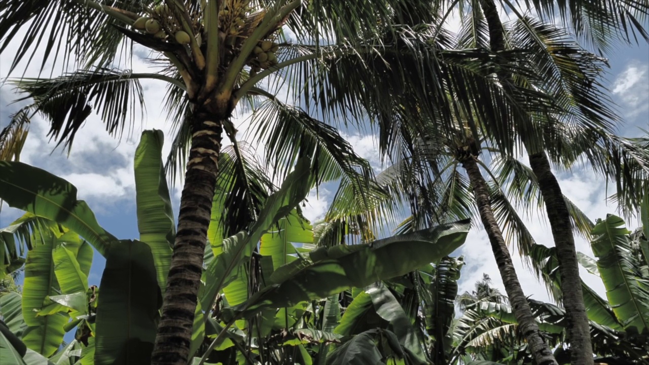 棕榈树在蓝天下的低角度视图视频素材