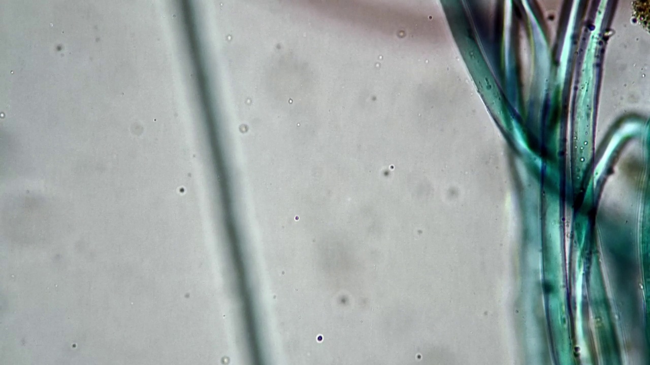 三种不同颜色的纤维在400倍显微镜下在明亮的视野背景下拍摄视频下载