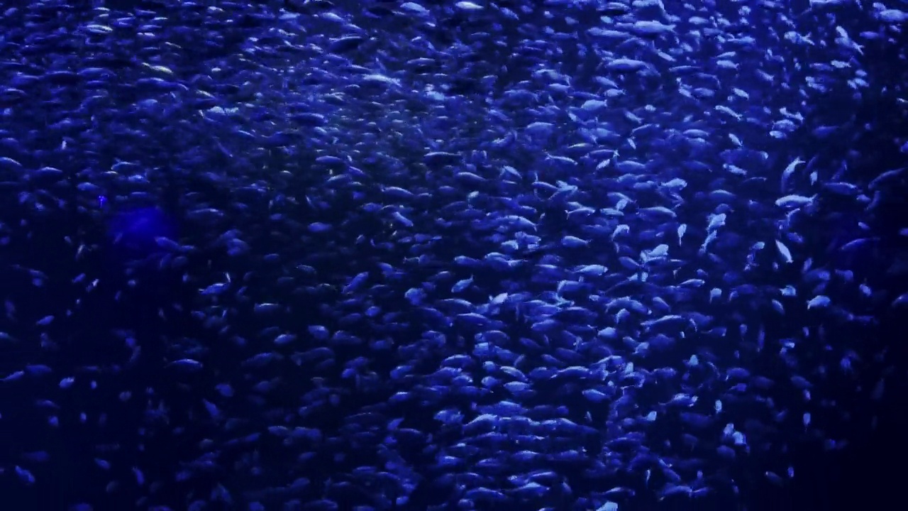 水生生物鱼群在深蓝水域游泳系列视频视频素材
