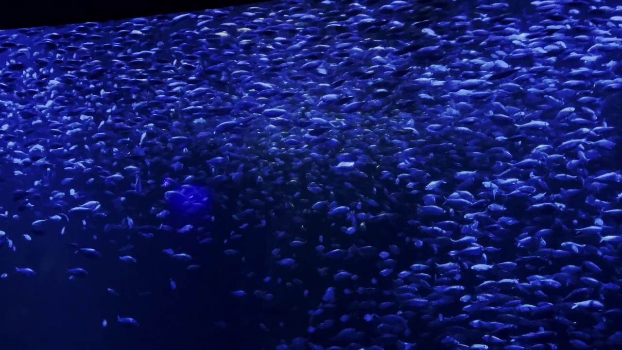 水生生物鱼群在深蓝水域游泳系列视频视频素材