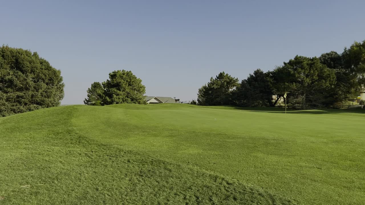 鹿在高尔夫球场绿色视频视频素材