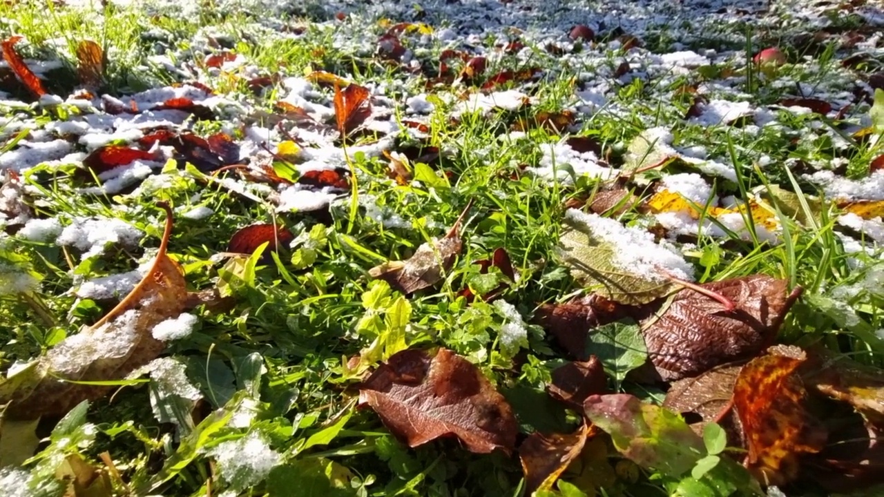 在晴朗的日子里，绿草上的第一场雪。秋天或春天，对比天气。季节的变化。第一次霜冻在花园静止的绿草上视频素材