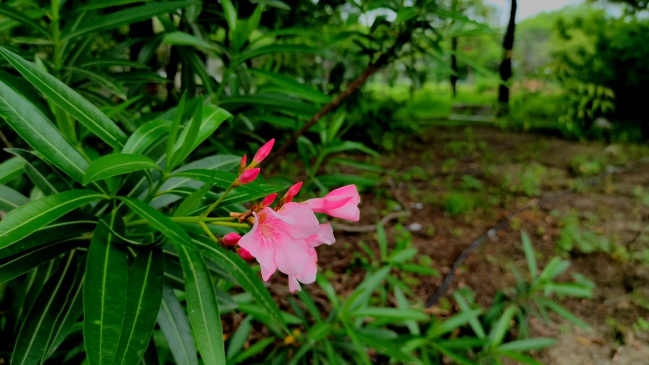新鲜的绿色夹竹桃花植物在花园照片视频素材